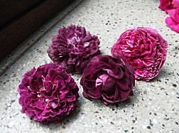 In Rosen schwelgen - 2006 - Bild Nr.16